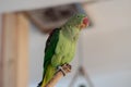 Parrot Royalty Free Stock Photo