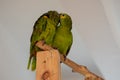 Parrot Royalty Free Stock Photo