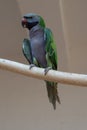 Parrot Royalty Free Stock Photo