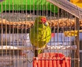 Parrot inside metal cage on market Royalty Free Stock Photo