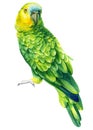 parrot, isolated white background, watercolor drawing, tropical bird clipart