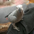 Parrot Jaco close up