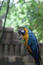 Parrot Jungle