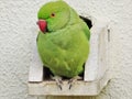 Parrot of Krameri or Kramer in the city Royalty Free Stock Photo