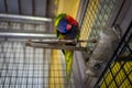 A parrot at the Kuala Lumpur Birdpark Royalty Free Stock Photo