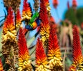 Parrot is leaning downwards between plants