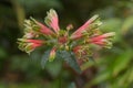 Peruvian lily Alstroemeria psittacina, green-red flowers Royalty Free Stock Photo