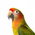 A parrot looking up Royalty Free Stock Photo