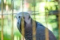 The parrot looks out from behind the bars of the cage