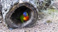 A parrot looks out of a hollow tree