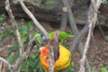 parrot Loriini at dehiwela zoo Royalty Free Stock Photo