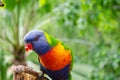 Parrot in Loro Park Tenerife(Spain)