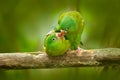 Parrot love. Yellow-crowned Amazon, Amazona ochrocephala auropalliata, pair of green parrot, sitting on the branch, courtship love Royalty Free Stock Photo