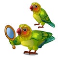 Parrot lovebird admiring her own reflection in the mirror. Tropical tamed bird is isolated on a white background