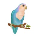 Parrot lovebird Agapornis roseicollis blue morph Peach-faced tropical bird standing on a branch on a white background vintage