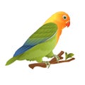 Parrot lovebird Agapornis tropical bird standing on a branch on a white background vector illustration editable