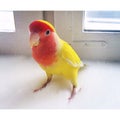 Parrot Lovebird