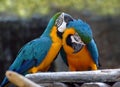 Parrot lovers timber Royalty Free Stock Photo