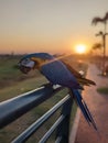 Parrot at That Luang Lake, Vientiane Lao PDR. Place to do Sport in Vientiane, Running, Cycling