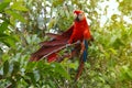 Parrot Macaw - Ara ararauna in the rainforest