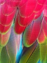 Parrot Macaw Bird Royalty Free Stock Photo