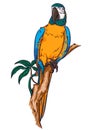 Parrot macaw on a branch