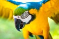 Parrot macaw flying - colorful tropical bird Pantanal, Brazil Royalty Free Stock Photo