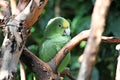 Parrot or macaw with green and yellow feathers Royalty Free Stock Photo