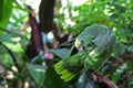 Parrot or macaw with green and yellow feathers Royalty Free Stock Photo