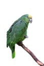 Parrot or macaw with green and yellow feathers Royalty Free Stock Photo