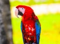 Parrot ara red beautiful just wonderful