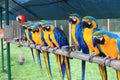 Parrot macaw