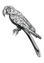 Parrot Macaw What Sitting, Hand Drawn Vector Sketch.