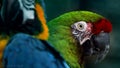 parrot macaw in the wild closeup