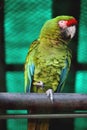 Parrot Military Macaw in Delhi Zoo