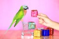 Parrot on Model miniature shopping cart and Colorful gift box For Christmas and Happy New Year on Pink background