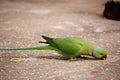 Parrot picking grains with beak