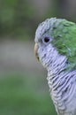 Parrot Myiopsitta monachus Argentina