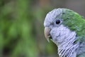 Parrot Myiopsitta monachus Argentina