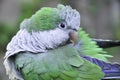 Parrot Myiopsitta monachus Argentina