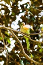 Parrot Myiopsitta on tree holding food in its arm