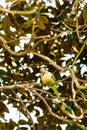 Parrot Myiopsitta on tree holding food in its arm