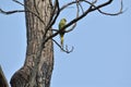 Parrot on a naked tree