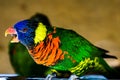 Parrot Royalty Free Stock Photo