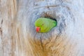 Parrot in the nest hole. Green parrot sitting on tree trunk with nest hole. Nesting Rose-ringed Parakeet, Psittacula krameri, beau Royalty Free Stock Photo