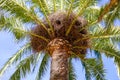 Parrot nest on a palm tree