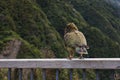 Parrot Nestor Kea in New Zealand Royalty Free Stock Photo