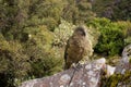 Parrot Nestor Kea in New Zealand Royalty Free Stock Photo