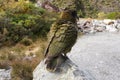 Parrot Nestor Kea in New Zealand