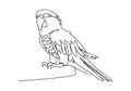 Parrot. One line drawing vector illustration